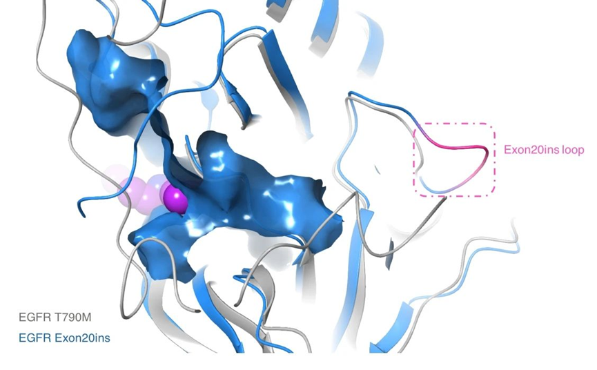 福沃药业抗肿瘤创新药物FWD1509获得美国FDA临床许可